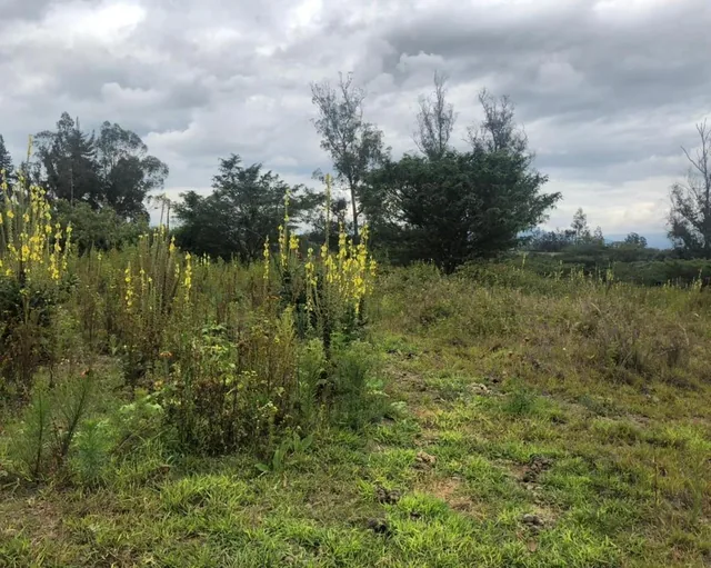 Terreno en Venta 7.080 m² en Checa — imagen 4