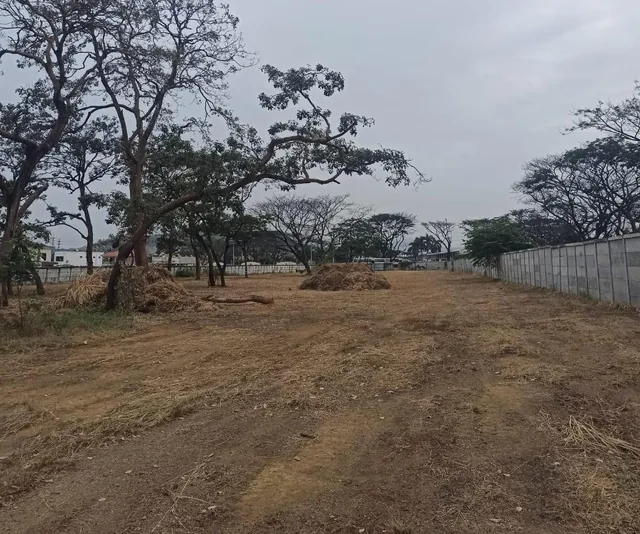 Macrolote, Guayas — imagen 2