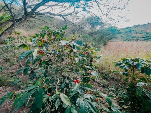 Dos Hectáreas en Lentag - Yunguilla por Apenas $7 El m². Azuay — imagen 3