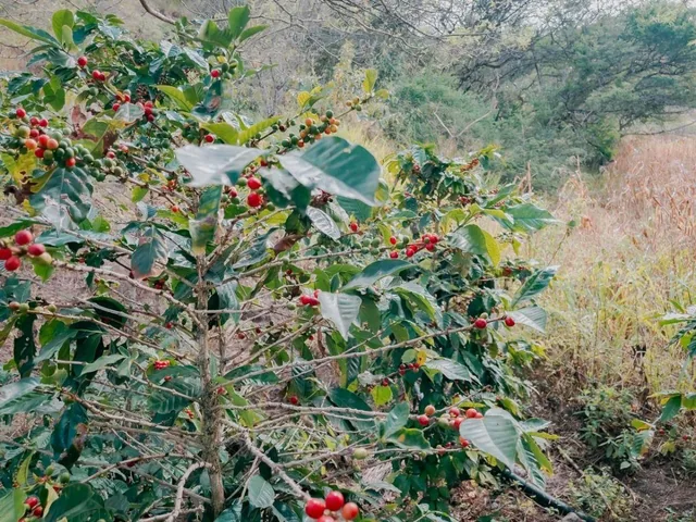 Dos Hectáreas en Lentag - Yunguilla por Apenas $7 El m². Azuay — imagen 2