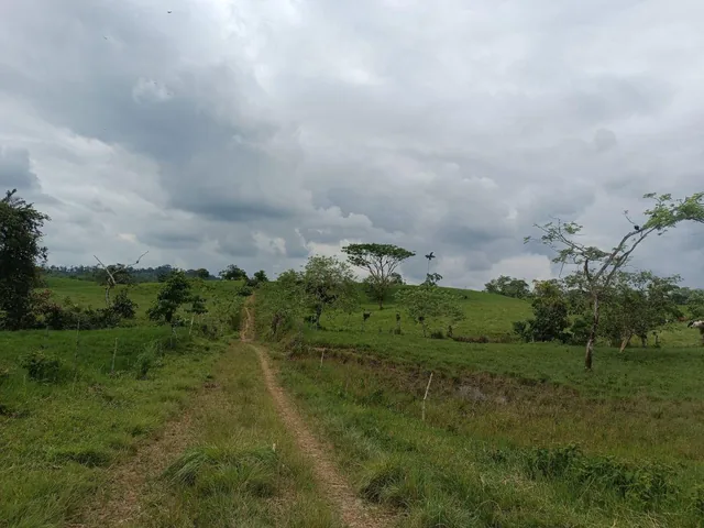 Terrenos de 4 Has en Venta Sect Pedro Vicente Maldonado — imagen 5