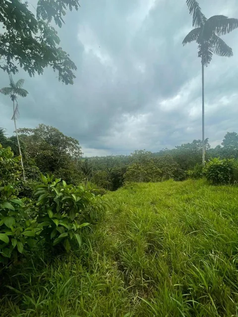 Terrenos de 4 Has en Venta Sect Pedro Vicente Maldonado — imagen 2