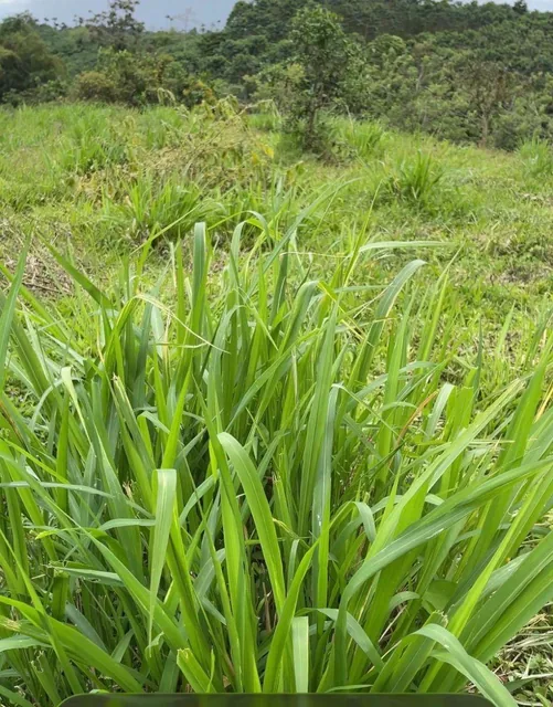 Finca en Venta 75.20 Has con Casa — imagen 2