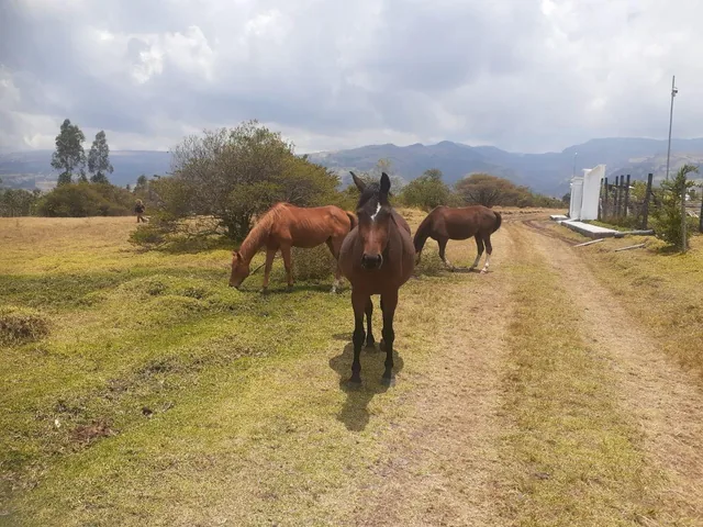 Terreno de 1020 m² en Venta Lotizacion La Carolina Sect Pintag — imagen 4