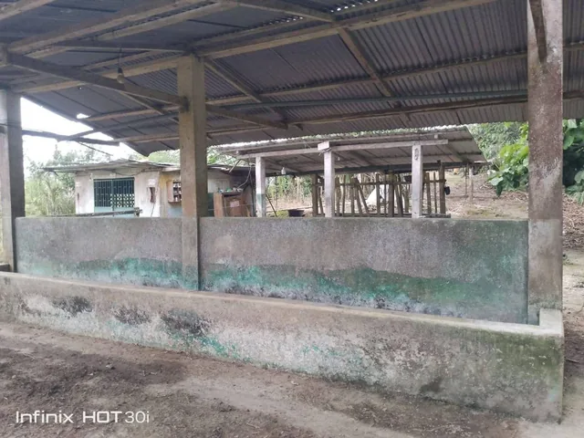 Finca Productiva de 5 Hectáreas con Cacao en Pedro Vicente Maldonado Precio: $95.000 Negociables — imagen 5