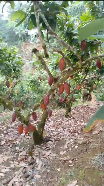 1 Hectárea Cacaotera, con Casa de Hormigón en Puerto Quito – a 100 m de La Vía Asfaltada. Provincia de Pichincha — imagen 3