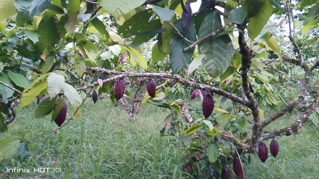1 Hectárea Cacaotera, con Casa de Hormigón en Puerto Quito – a 100 m de La Vía Asfaltada. Provincia de Pichincha — imagen 2