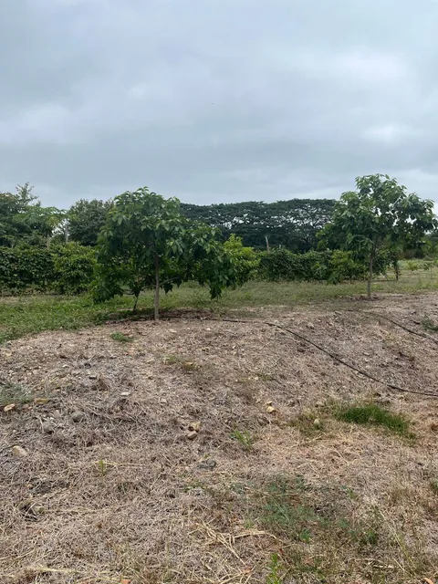 Macrolote Km 21 Via a La Costa Junto a Villas del Bosque, Guayas — imagen 3