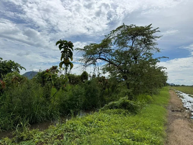 Terreno Agricola en Venta 3,46 Has en Taura - N, Guayas — imagen 3