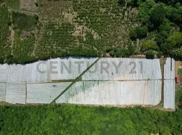 Hacienda Productora de Biomasa de Cbd — imagen 5