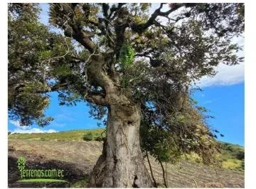 Haciendas Exclusivas de Venta en Machachi 2 Hectáreas, Hacienda Los Quishuares — imagen 3