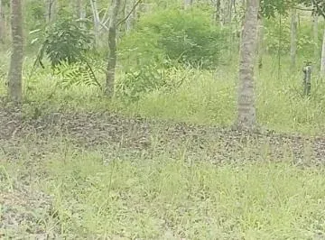 Venta 30 Has Km. 24 Chongon - daular (Colinda con Terreno del Futuro Nuevo Aeropuerto - Guayaquil), Guayas — imagen 4