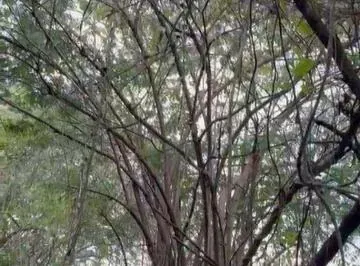 Vendo 60 Hectáreas en Via a La Costa, Limoncito, Se Puede Fraccionar Desde 1 Hectarea, Guayas — imagen 3