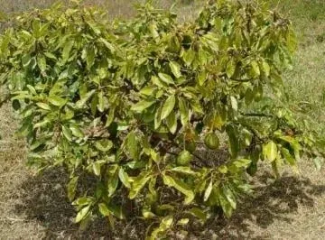 De Venta Finca de 5 Hectáreas en Urcuqui, Imbabura — imagen 2