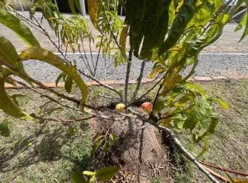 Venta Finca Agrícola - Industrial — imagen 2
