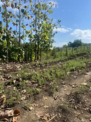 Venta 92.417,16 m² Vía a La Costa Km 22 Al Pie de La Vía en El Sentido Guayaquil - Salinas. Guayas — imagen 4