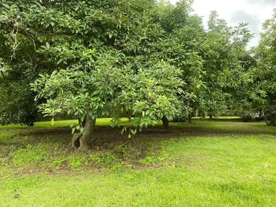 Terreno de Venta en Puembo Sector La Palma — imagen 2
