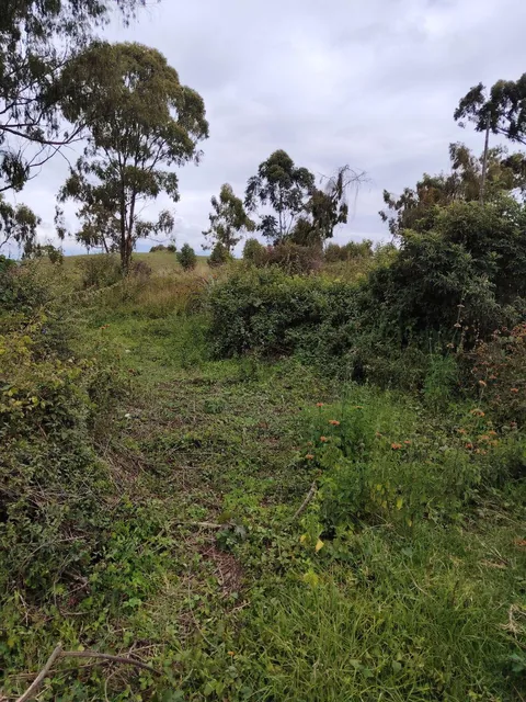 De Venta 6 Hectáreas de Terreno en Chaltura, Imbabura — imagen 5