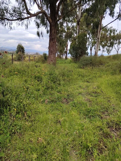 De Venta 6 Hectáreas de Terreno en Chaltura, Imbabura — imagen 3
