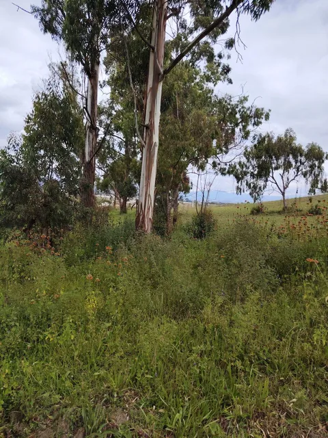 De Venta 6 Hectáreas de Terreno en Chaltura, Imbabura — imagen 2