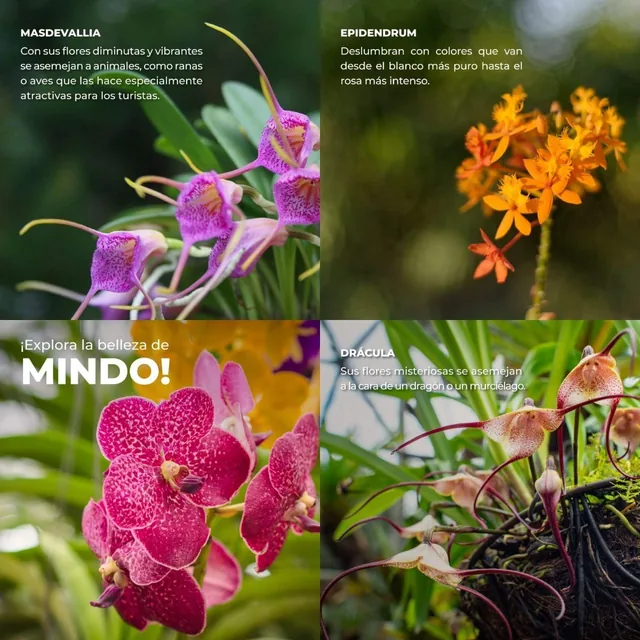 Mindo Housing — imagen 5