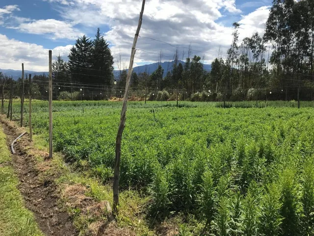 Terreno en Venta - Tababela 7228 m² — imagen 3