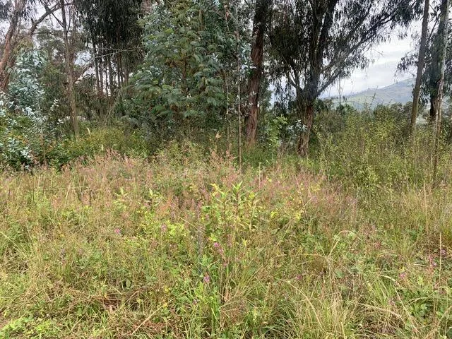 Terreno de Venta en Tumbaco Sector La Morita — imagen 3