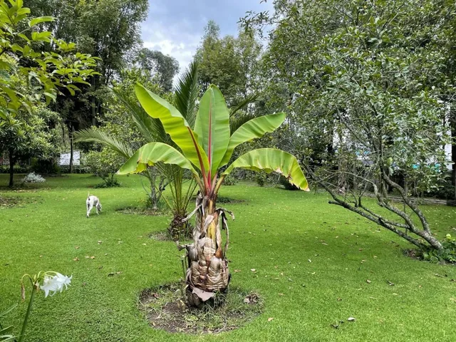Vendo Hermosa Propiedad en La Zona Central de Sangolqui, con Casa Cololnial — imagen 4