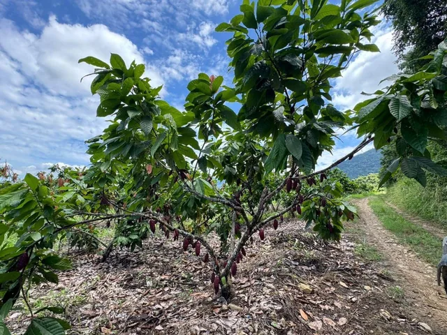 Vendo Hacienda en Sector Churute Guayas, Guayas — imagen 5