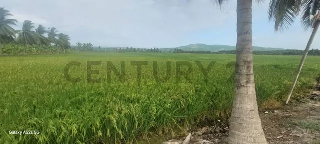 Venta de Hermoso Terreno en Sosote, Rocafuerte Para Cultivo de Ciclo Corto, Manabí — imagen 4