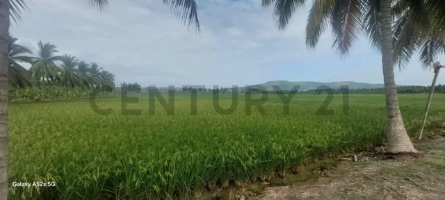 Venta de Hermoso Terreno en Sosote, Rocafuerte Para Cultivo de Ciclo Corto, Manabí — imagen 2