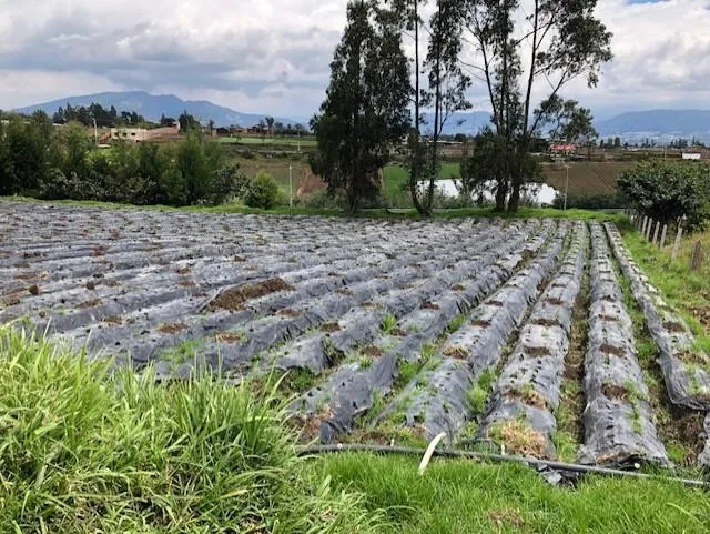 Vendo Excelente Terreno - Yaruqui - Mediano Impacto — imagen 4