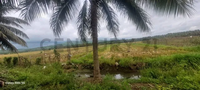 Venta de Terreno en Sosote - Rocafuerte Perfecto Para Cultivo de Ciclo Corto, Manabí — imagen 5