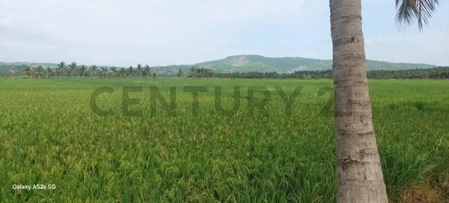 Venta de Terreno en Sosote - Rocafuerte Perfecto Para Cultivo de Ciclo Corto, Manabí — imagen 4