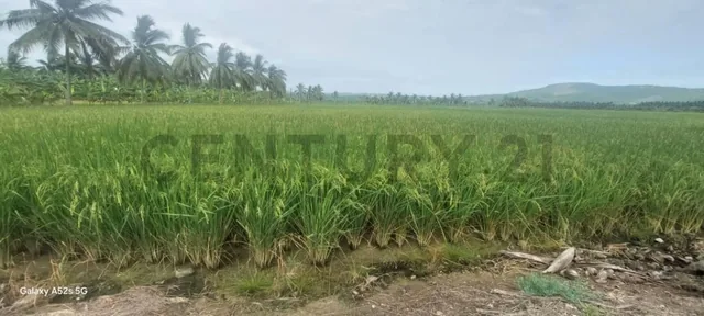 Venta de Terreno en Sosote - Rocafuerte Perfecto Para Cultivo de Ciclo Corto, Manabí — imagen 3