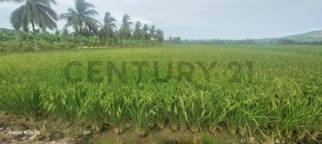 Venta de Terreno en Sosote - Rocafuerte Perfecto Para Cultivo de Ciclo Corto, Manabí — imagen 2
