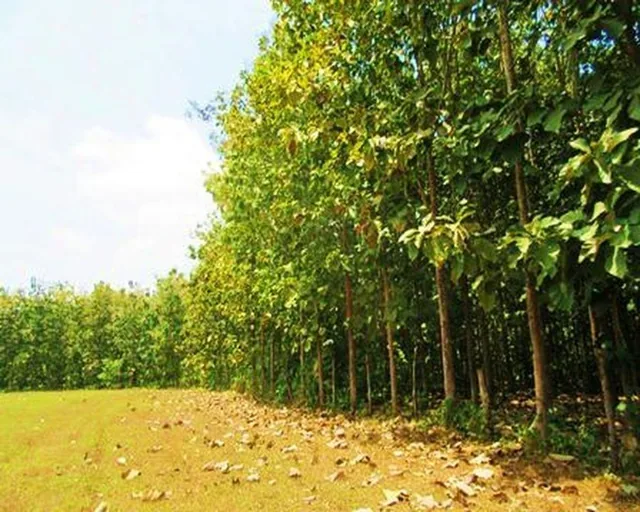 Venta Hacienda Agrícola 60 Ha Balzar Frente Vía, Guayas — imagen 2