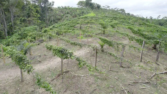 Hacienda Agricola en Venta Daule Esmeraldas — imagen 3