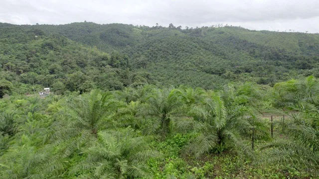 Hacienda Agricola en Venta Daule Esmeraldas — imagen 2
