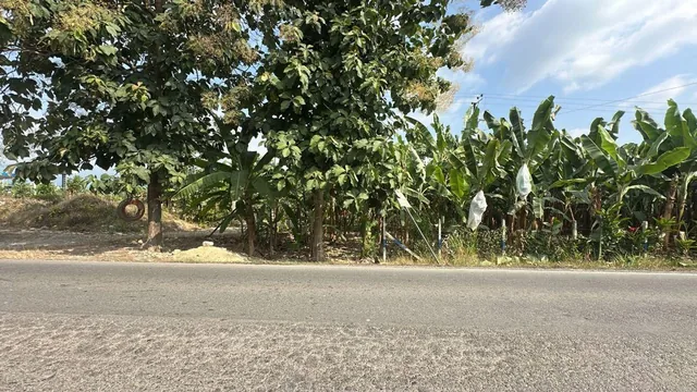 Terrenos en Venta en Buenavista, Pasaje, El Oro — imagen 2
