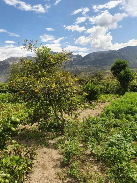 Terreno en Venta en Puéllaro 2400 m² en Derechos y Acciones — imagen 4