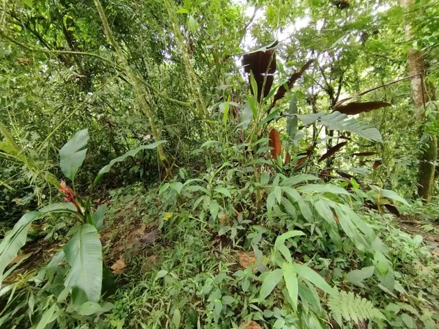 Venta Terreno Mindo — imagen 5