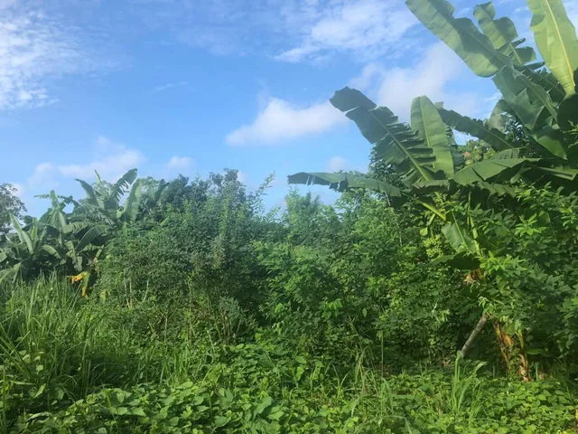 Vendo Terreno de 200 m² en Lot. Monserrate – Al Sur de La Concordia - L. Villegas — imagen 4