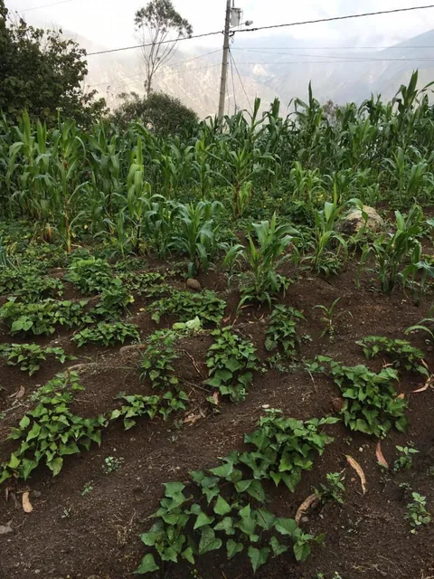 "Terreno de 5,600 m² en Venta en Puéllaro - con Árboles Frutales" — imagen 4