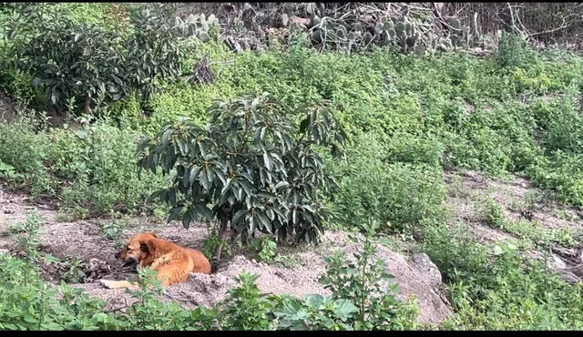"Terreno de 5,600 m² en Venta en Puéllaro - con Árboles Frutales" — imagen 3