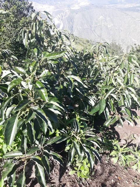 "Terreno de 5,600 m² en Venta en Puéllaro - con Árboles Frutales" — imagen 2